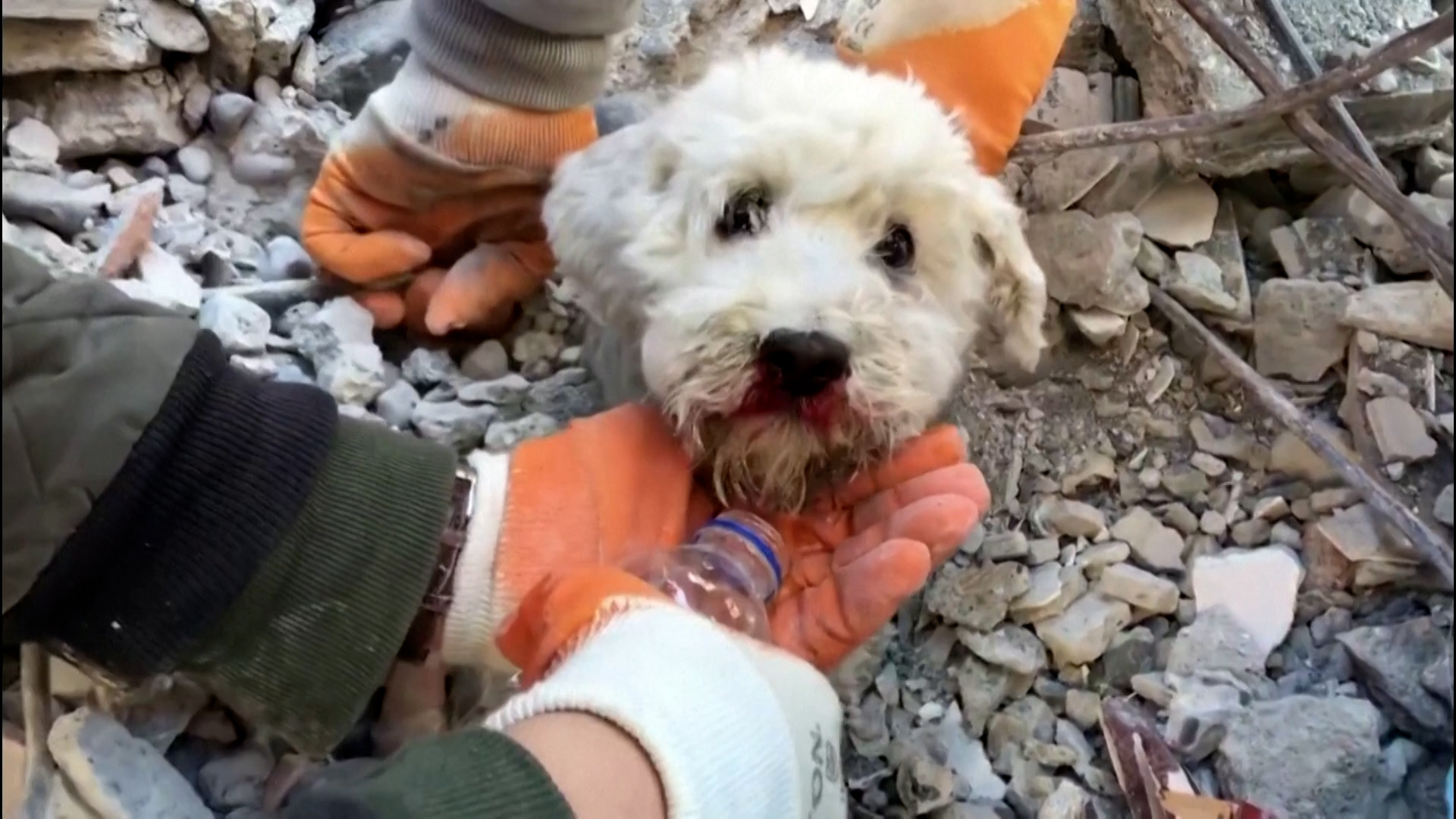 Τουρκία: Η συγκινητική διάσωση μικρών κατοικίδιων ζώων (video)