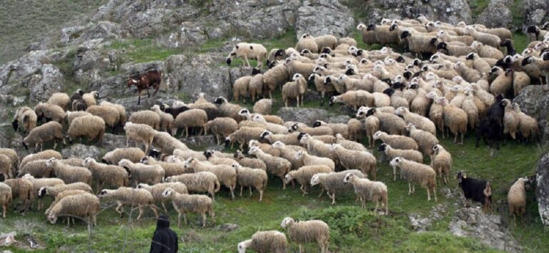 Κρήτη: “Υπό κατάρρευση η κτηνοτροφία” – Λιγότερο γάλα και 50% μείωση στα αναπαραγωγικά ζώα