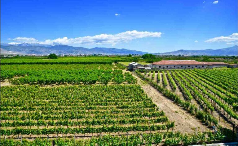 1ο βραβείο για το Syrah 2019 στον 23ο Διαγωνισμό Οίνου Θεσσαλονίκης