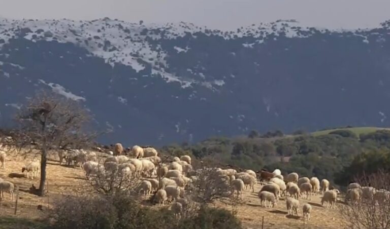 Σημαντικές επιπτώσεις από τον παγετό και στην κτηνοτροφία