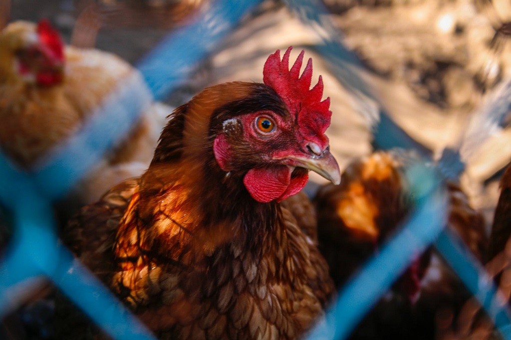 Το ξέσπασμα της γρίπης των πτηνών σε φάρμες βιζόν μπορεί να γίνει απειλή και για τον άνθρωπο