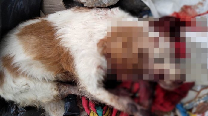Χανιά: Σοκαριστική δολοφονία σκύλου στη Σούδα (ηχητικό)