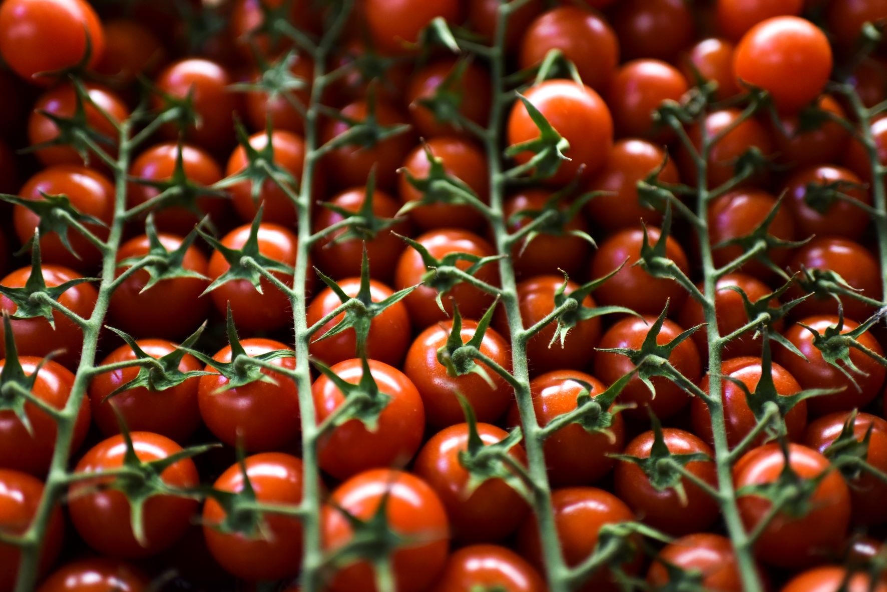 Βρετανία: Σοβαρές ελλείψεις στις ντομάτες – Πλήγμα στις εισαγωγές, άδεια τα ράφια