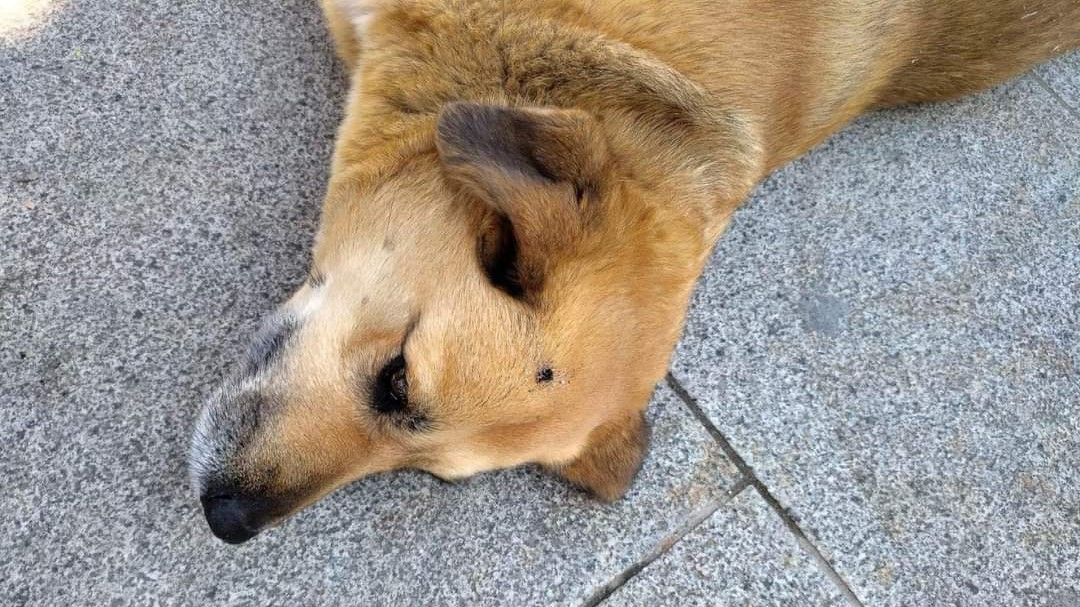 Φοβερό: Έσβησε το τσιγάρο του στο κεφάλι αδέσποτου σκυλιού