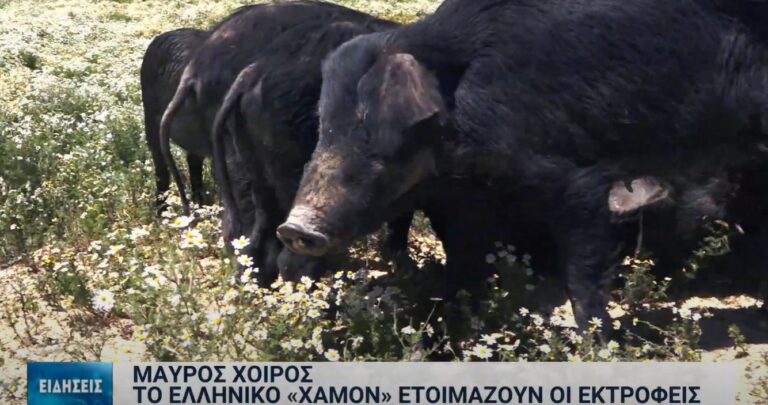 Η εμπορία κρέατος του αυτόχθονα μαύρου χοίρου θα δώσει υπεραξία στο προϊόν