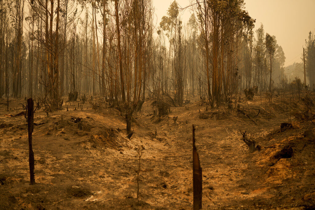 Χιλή: Στους 16 οι νεκροί από τις δασικές πυρκαγιές, άλλοι 24 άνθρωποι τραυματίστηκαν