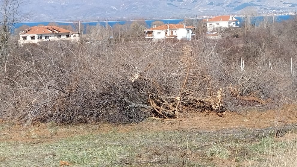 Επιχείρηση από Ομάδα Άμεσης Επέμβασης για αρκούδα με δύο νεογέννητα στην Καστοριά