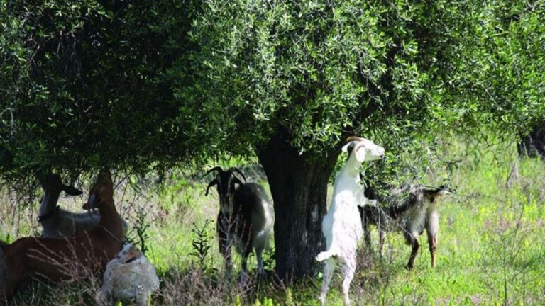 Ρόδος: Μηνύσεις σε κτηνοτρόφους για ανεπιτήρητα ζώα