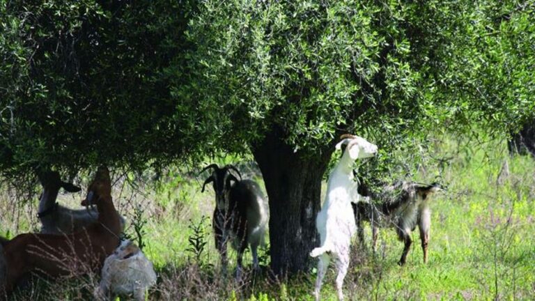 Ρόδος: Θανατηφόρο τροχαίο στην περιοχή της Λίνδου – Δίκυκλο συγκρούστηκε με κατσίκι