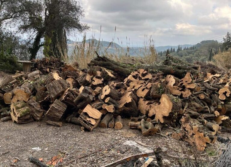 Κέρκυρα: Επιτόπιοι έλεγχοι της Περιφέρειας για καταστροφική κοπή ελαιοδέντρων
