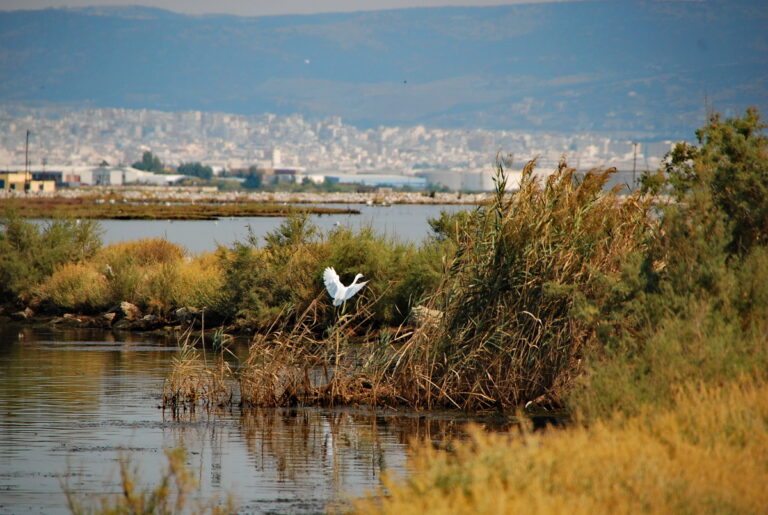 Εθελοντικός καθαρισμός στο παράκτιο τμήμα του Γαλλικού ποταμού