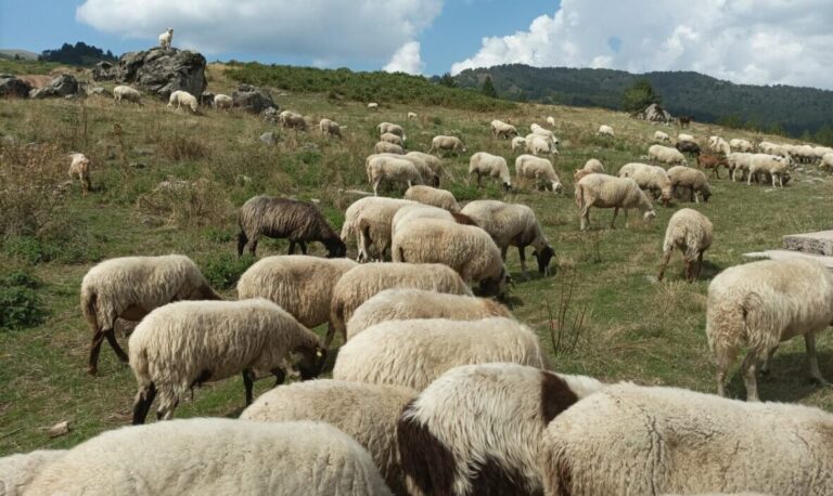 Λάρισα: Μέτρα για την στήριξη των κτηνοτρόφων λόγω ευλογιάς ζητά η Πανελλαδική Επιτροπή των Μπλόκων