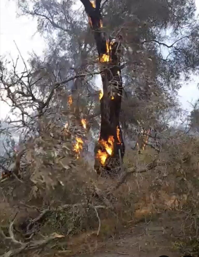 Κέρκυρα: Υπο έλεγχο η φωτιά που ξέσπασε σε δασική έκταση στη Μεσογγή