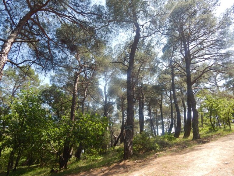 Απαγόρευση κυκλοφορίας σε δασικές εκτάσεις στην ΠΕ Ροδόπης