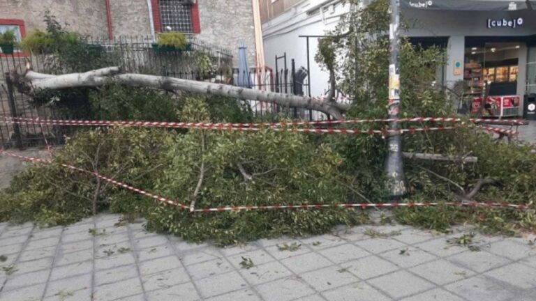 Ισχυροί άνεμοι και πτώσεις δέντρων στη Θεσσαλονίκη-“Στα λευκά” η Χαλκιδική