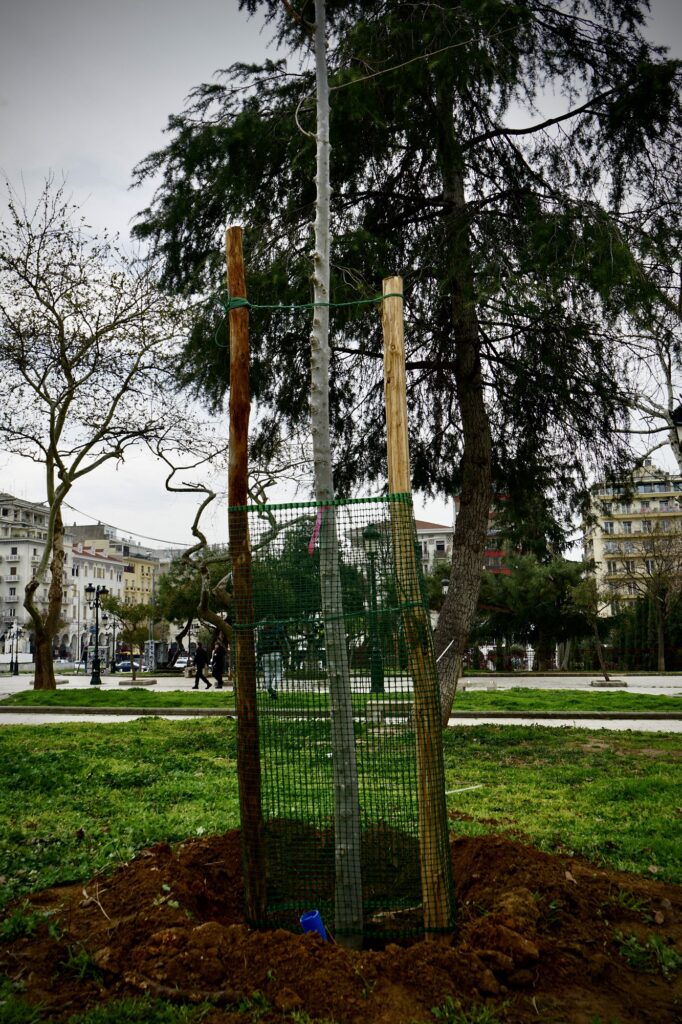 Δήμος Θεσσαλονίκης: Ξεκίνησαν οι δενδροφυτεύσεις στην πλατεία Αρχαίας Αγοράς