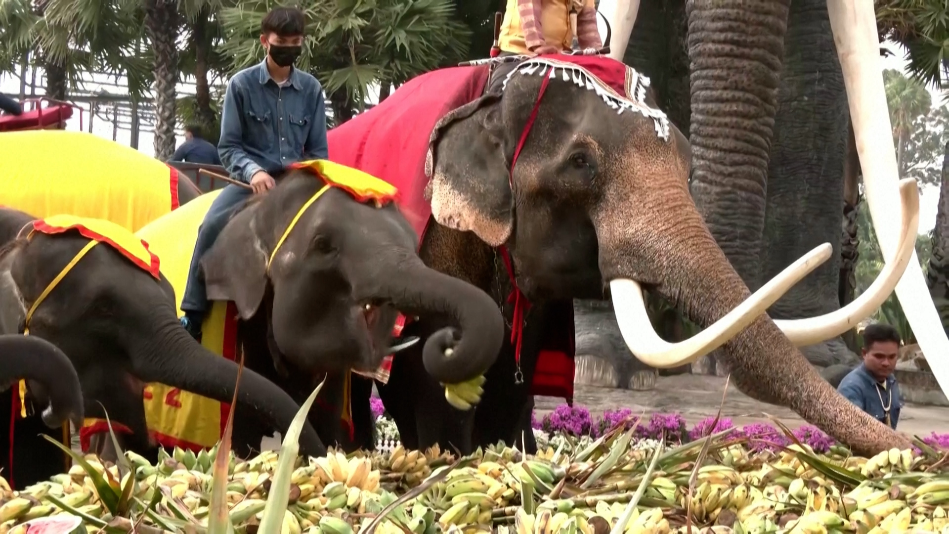 Ελέφαντες απολαμβάνουν πανδαισία φρούτων στην Εθνική Ημέρα Ελεφάντων της Ταϊλάνδης (video)