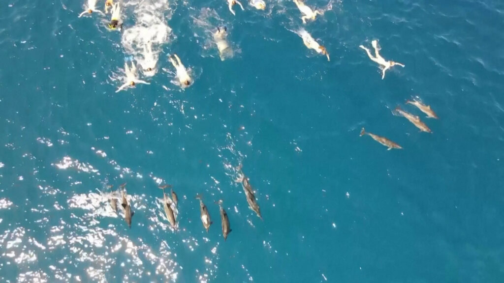 Χαβάη: 33 Κολυμβητές κατηγορούνται για παρενόχληση δελφινιών (video)