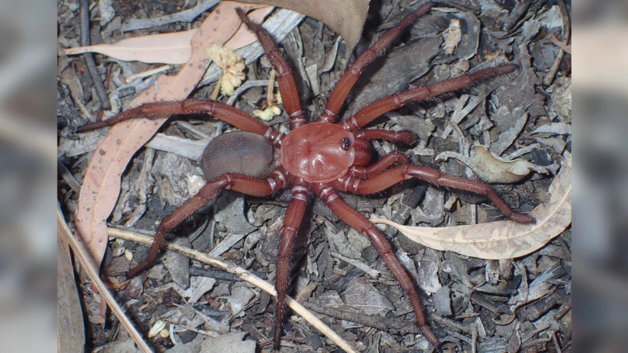 230321131801-trapdoor-spider