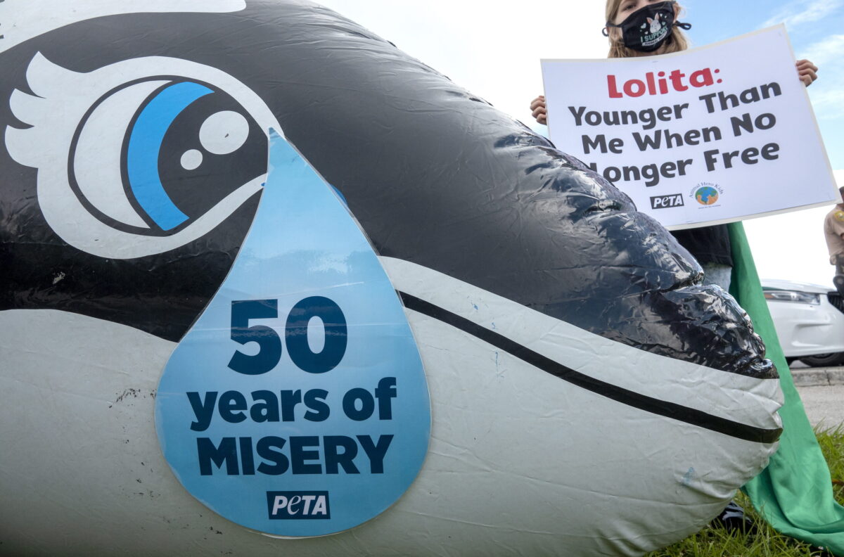 Activist against the animal cruelty protest in in Miami, Florida