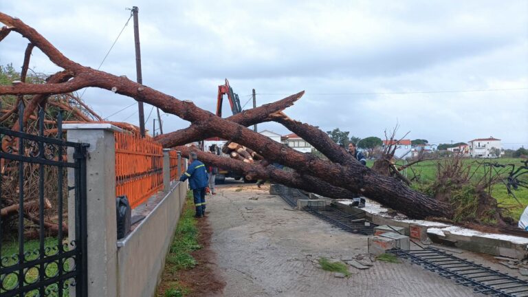 Λέσβος: Πτώσεις δέντρων από τα έντονα καιρικά φαινόμενα (video)