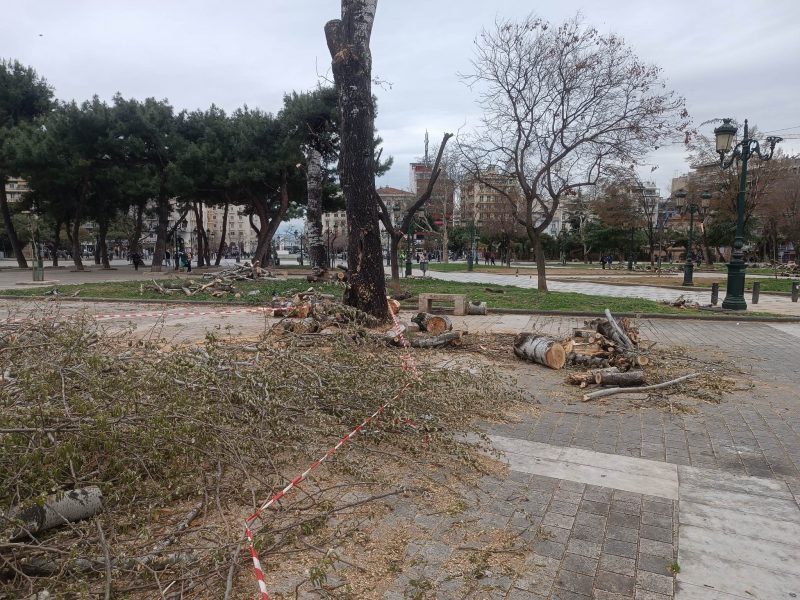 Κουράκης και Βούγιας κατέθεσαν προσφυγή κατά του Δήμου Θεσσαλονίκης για τις κοπές δέντρων