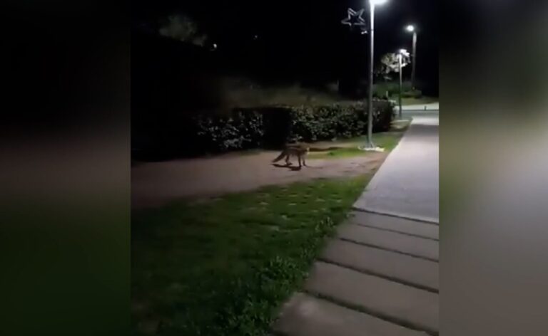 Θεσσαλονίκη: Αλεπού παίζει καθημερινά… με σκυλιά στο ρέμα Πυλαίας (video)