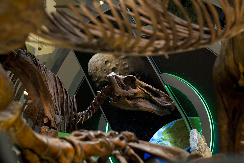 Smithsonian Tyrannosaurus