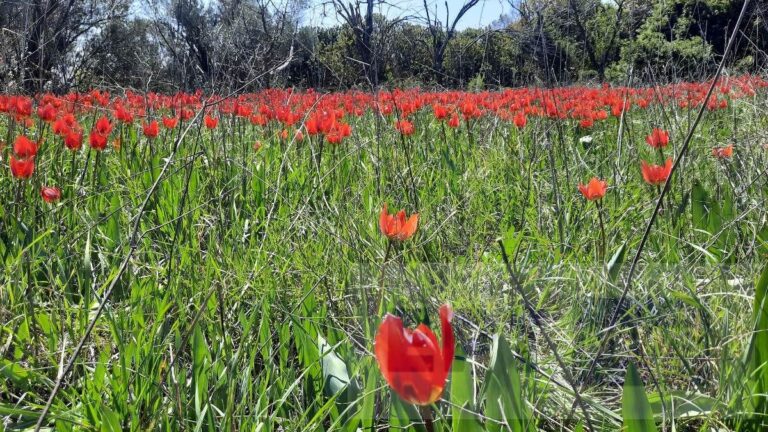 Περίπατος με φόντο τις χιώτικες λαλάδες