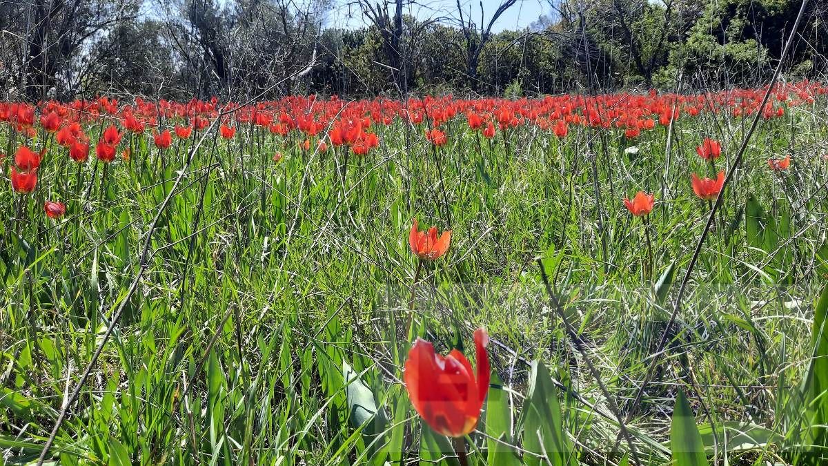Περίπατος με φόντο τις χιώτικες λαλάδες Περίπατος με φόντο τις χιώτικες λαλάδες