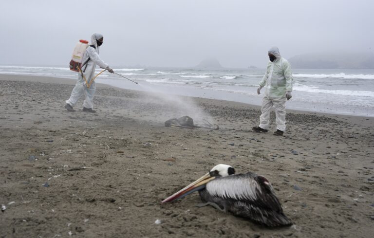 Χιλή: Εντοπίστηκε το πρώτο κρούσμα της γρίπης των πτηνών σε άνθρωπο
