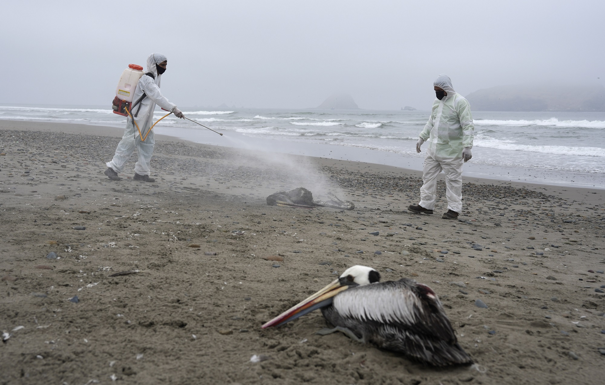 Χιλή: Εντοπίστηκε το πρώτο κρούσμα της γρίπης των πτηνών σε άνθρωπο