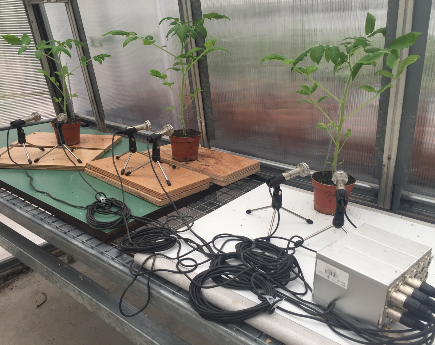 Photo+of+tomato+plants+being+recorded+in+a+greenhouse_CREDIT+Ohad+Lewin-Epstein