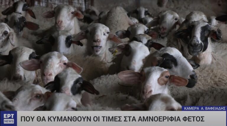 Άνοδος αναμένεται στην τιμή του παραδοσιακού οβελία