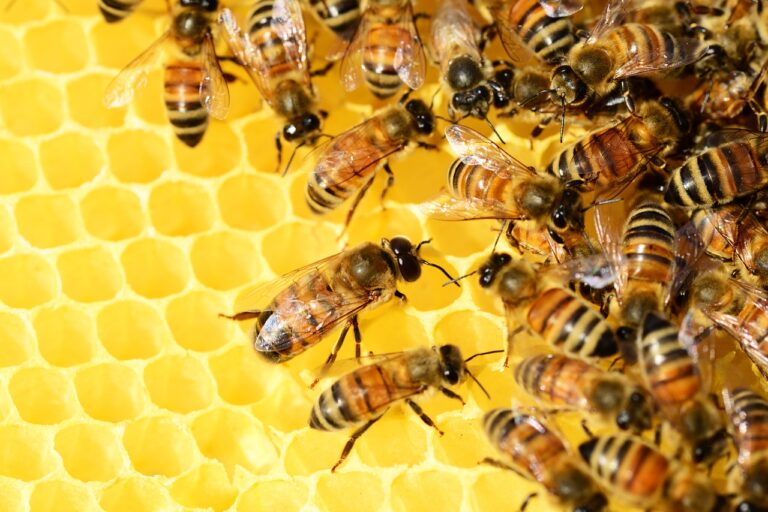 Έρευνα: Οι μέλισσες μπορούν να δώσουν πληροφορίες για την υγεία των κατοίκων των πόλεων