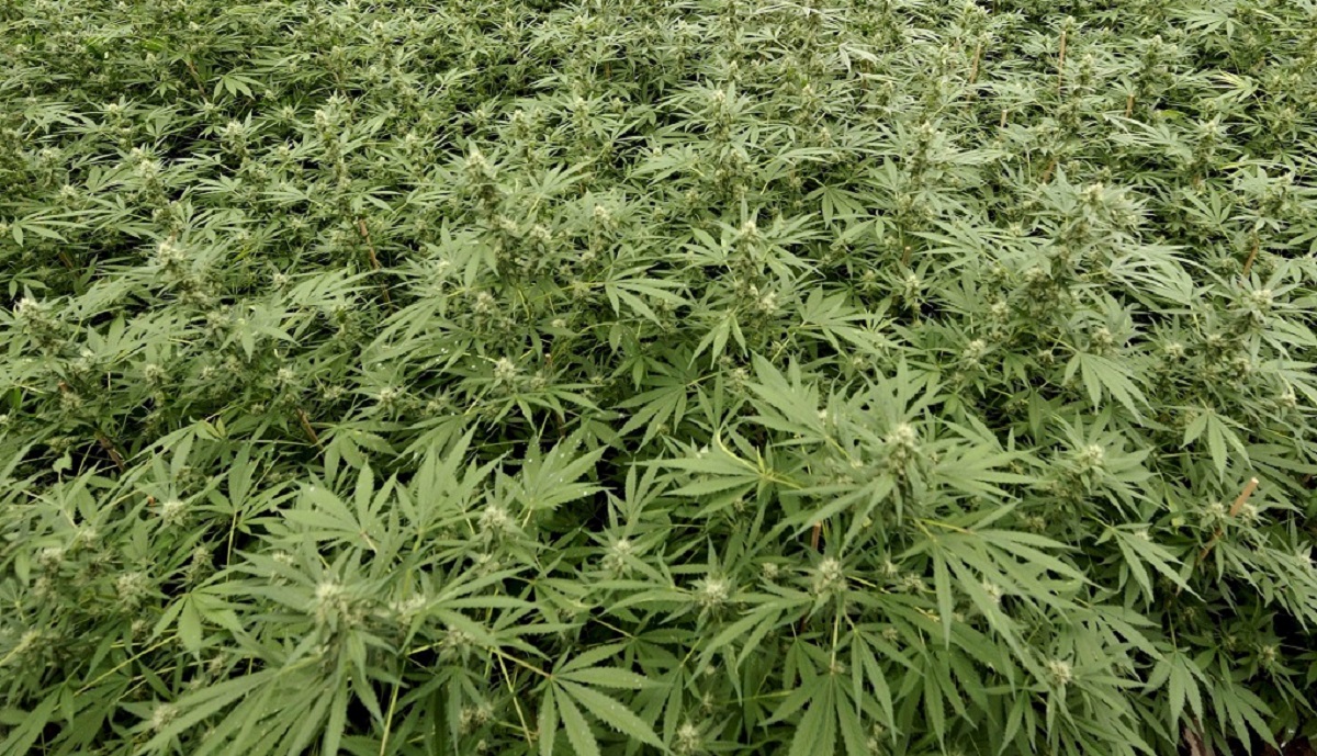 A cannabis plantation set in a greenhouse is seen in the Dutch village Made