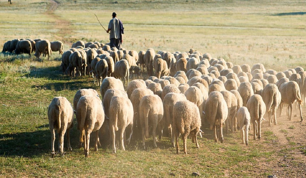 Κτηνοτρόφοι: Από σήμερα δεκτές οι αιτήσεις για την ενίσχυση των νεοεισερχόμενων έτους 2021