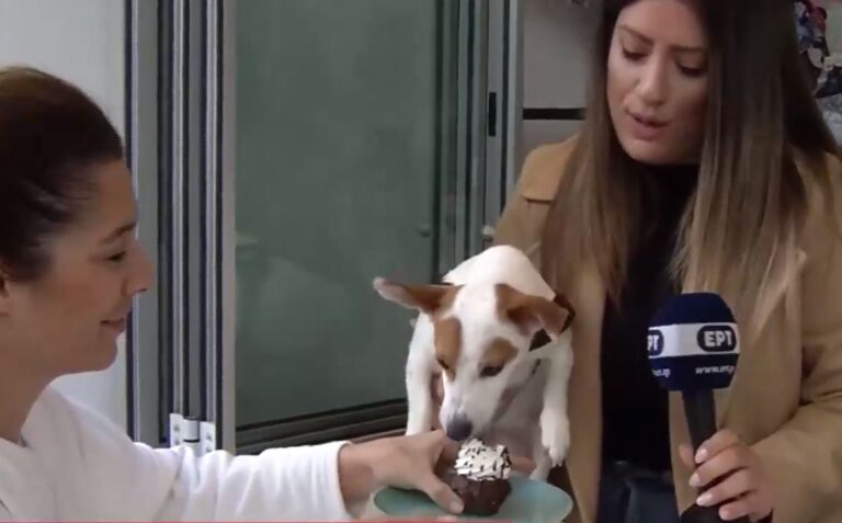 Το πρώτο καφέ, αποκλειστικά, για σκύλους λειτουργεί στο Παγκράτι – Σερβίρει εκλεκτούς μεζέδες