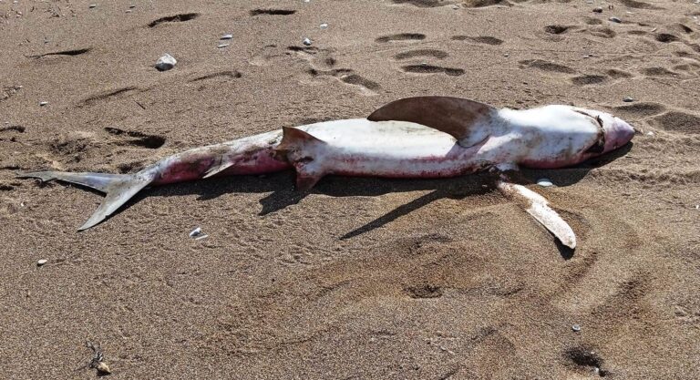Χανιά: Ξεβράστηκε νεκρό καρχαριοειδές σε ακτή της Κισάμου – Έρευνα για να προσδιοριστεί το είδος που ανήκει
