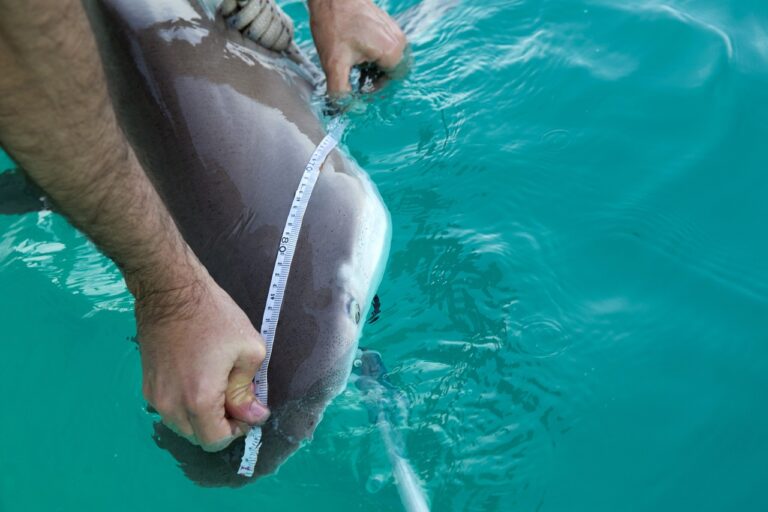 Περισσότεροι από τους μισούς καρχαρίες κινδυνεύουν να εξαφανιστούν στη Μεσόγειο 