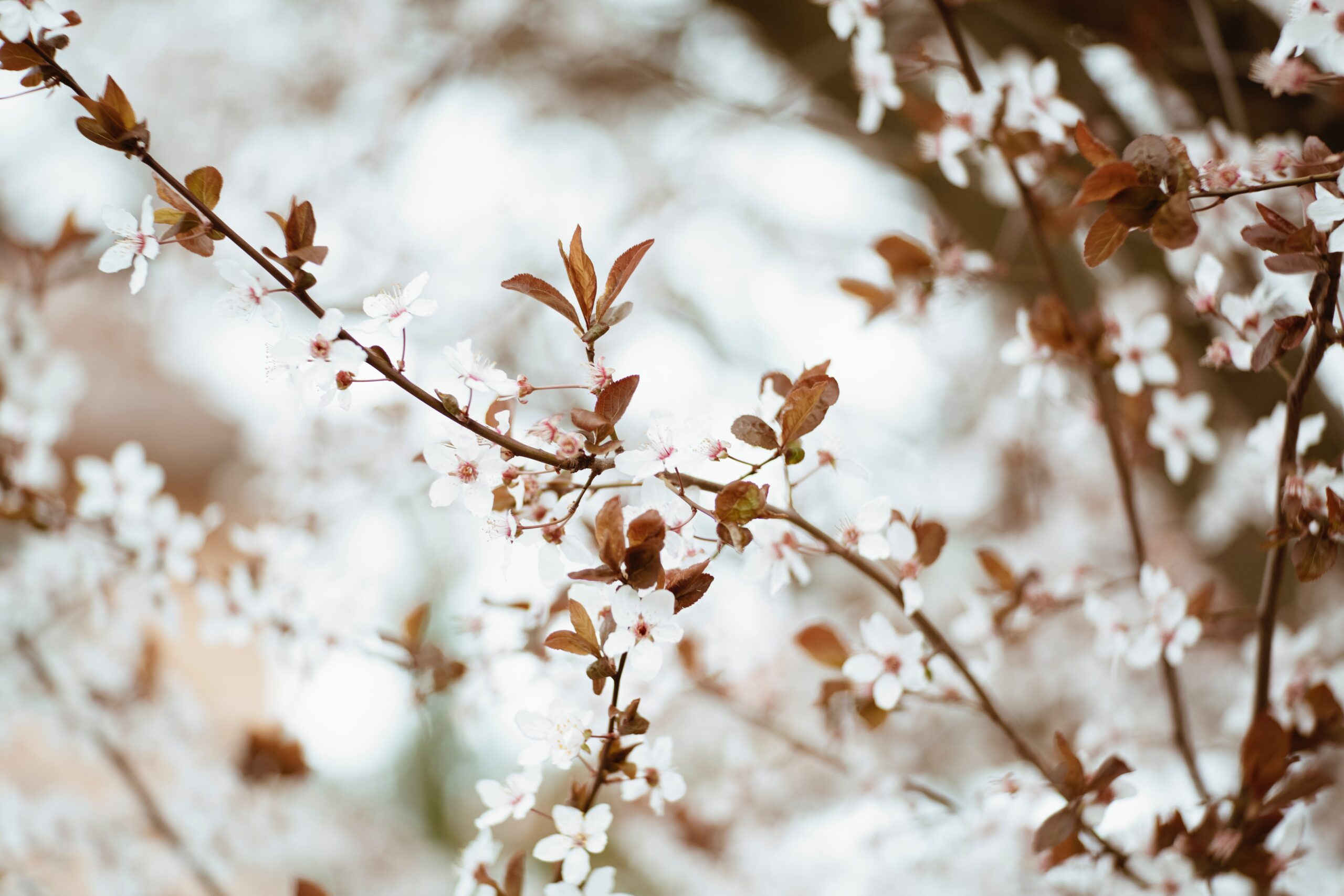 pexels-markus-spiske-2229748