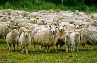 Στόχος ποιμνιοστάσιο στην Πρέβεζα: Έκλεψαν κοπάδι με 68 πρόβατα