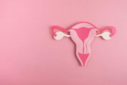 uterus