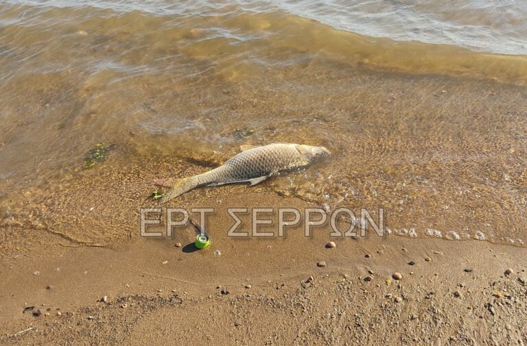 Σέρρες: Νεκρά ψάρια βρέθηκαν στη λίμνη Κερκίνη (video)