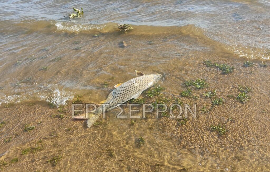 Σέρρες: Νεκρά ψάρια βρέθηκαν στη λίμνη Κερκίνη (video)