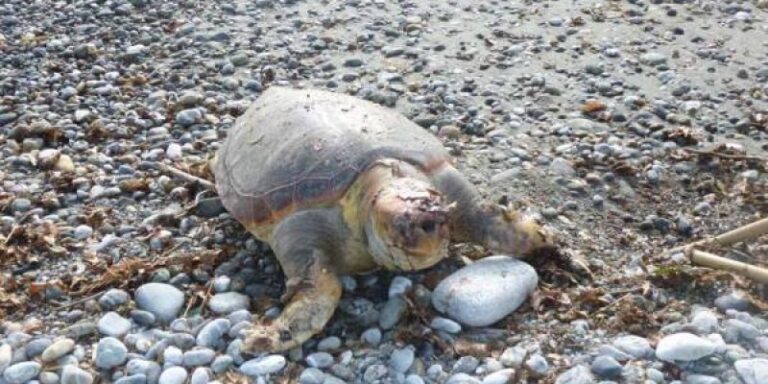 Χανιά: Άλλη μια νεκρή χελώνα στην παραλία της Αγίας Μαρίνας (photos)