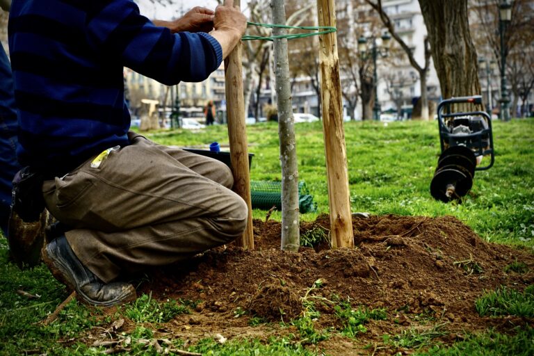 Δήμος Θεσσαλονίκης: Ξεκίνησαν οι δενδροφυτεύσεις στην πλατεία Αρχαίας Αγοράς