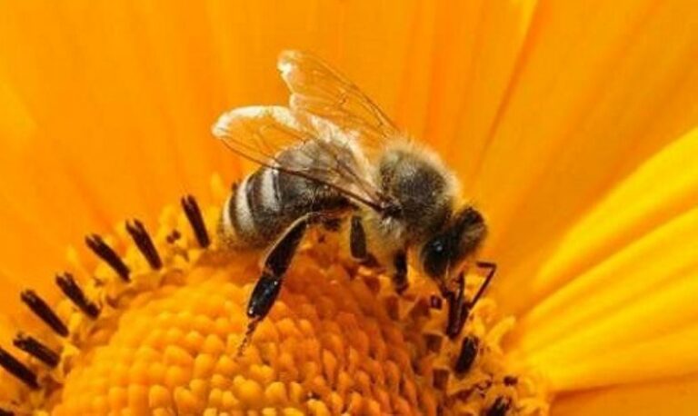 Συστάσεις του Δήμου Κιλελέρ για τους ψεκασμούς καλλιεργειών και την προστασία των μελισσών