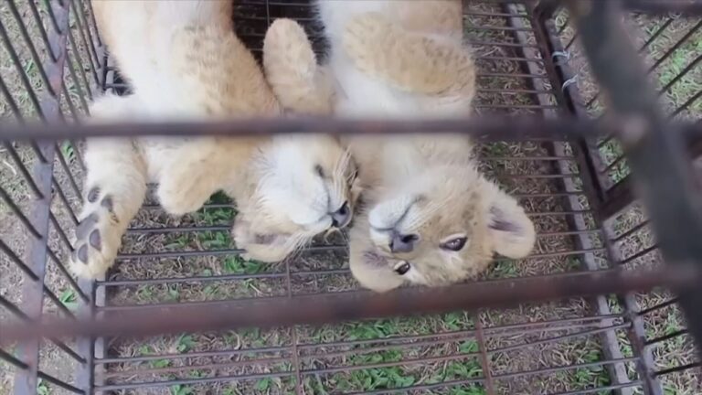 Αποκαλυπτικό ρεπορτάζ της ΕΡΤ – «Βιομηχανία» εκατομμυρίων με τον βασανισμό και την παράνομη πώληση άγριων ζώων