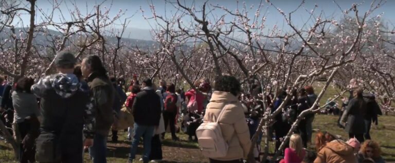 Εκατοντάδες επισκέπτες στον ροζ κάμπο της Ημαθίας